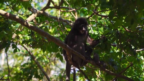 Câmera lenta de um macaco fofo e curioso de folhas escuras em uma árvore na Ilha Perhentian, Malásia