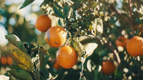 Nahaufnahme von Orangen, die an Ästen hängen, Bio-Plantagengarten in Spanien
