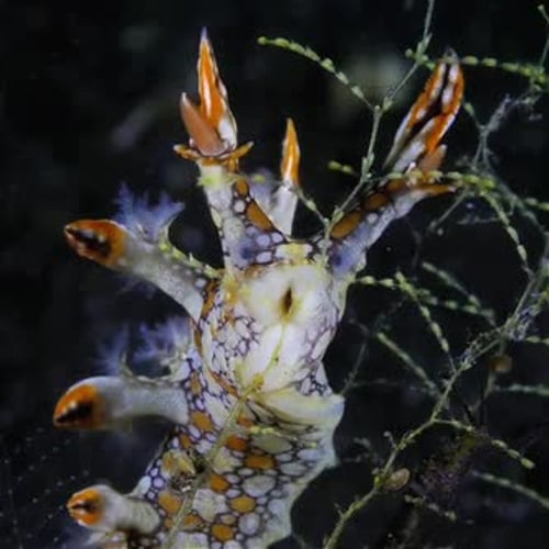 close up view of sea slug eating sea plants