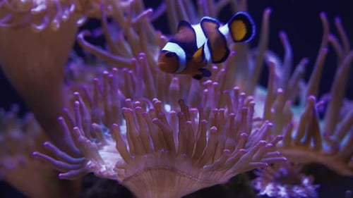 Clownfish Maintaining Its Home in Saltwater Aquarium