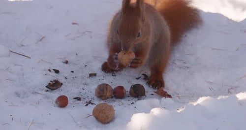 A forest squirrel picks nuts from a tree stump covered in snow in winter.