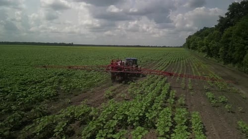 Blue tractor working on the field. Spraying the sunflower with herbicide