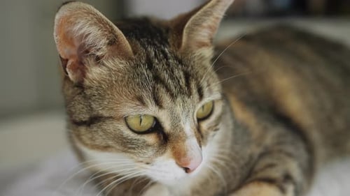 Retrato da adorável linda gata malhada Kitty, animal de estimação doméstico, focinho de gato, de perto