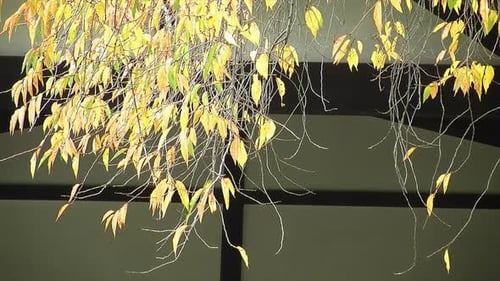 Yellow Leaves Blowing on a Breezy Day