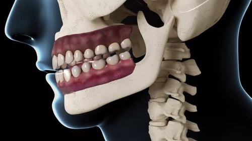 Anatomical 3D Animation of Human Jaw and Teeth Closing