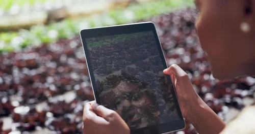 Agriculture, crops or farmer with tablet for pictures, research or harvest of organic vegetables
