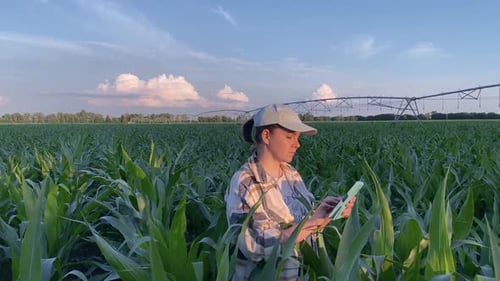Woman Using Tablet in Cornfield with Irrigation