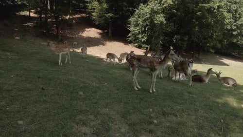 Free does in a forest. Close view to the animals in a mountain. Deer resting in the forest. Wild ani