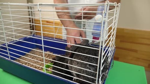 87 1People care for and play with chinchillas.