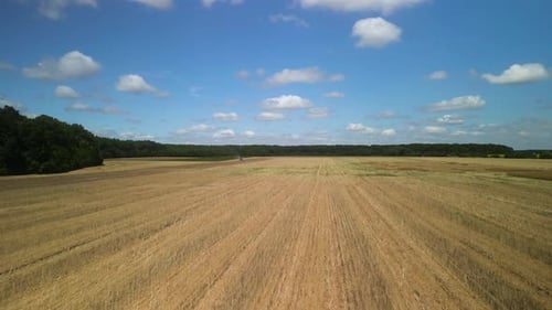Vista aérea do campo de canola na Ucrânia