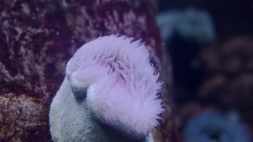 Closeup on Sea Anemone in Oceanarium