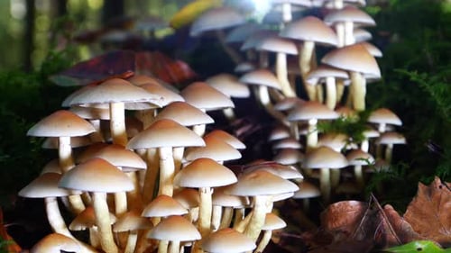 Slow panning shot of brown mushroom group growing on in forest landscape,close up