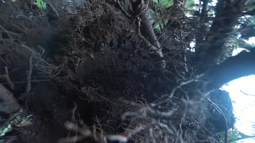 slow-motion rotating close up of the roots and branches oof a tree in nature.