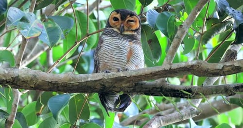 Un hibou perché sur une branche d'arbre a été aperçu dans un environnement de forêt verdoyante