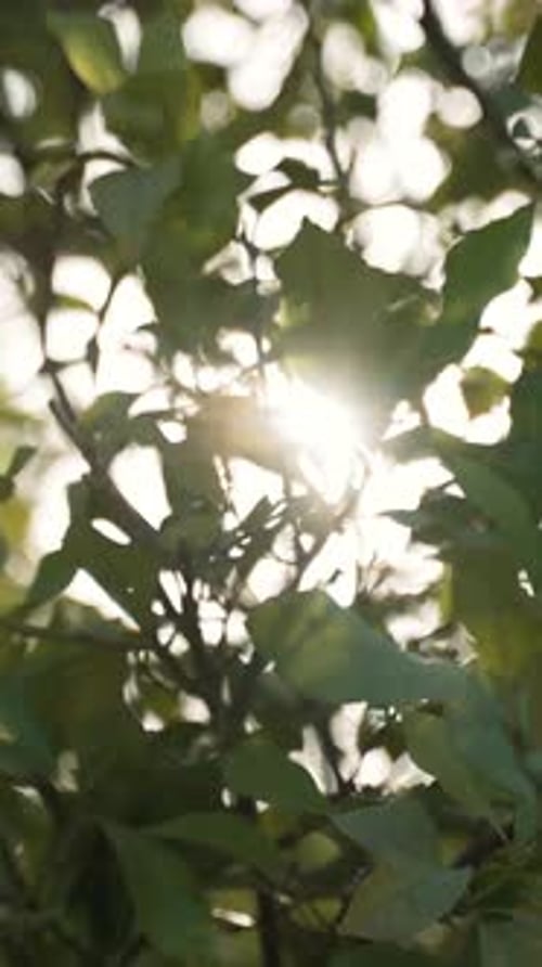 La verticale de la lumière du soleil perce les feuilles vertes luxuriantes des branches