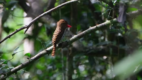 Femelle tournée vers la droite, la crête bougeant, martin-pêcheur bagué Lacedo pulchella, Thaïlande