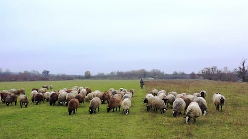 Sheep grazing in late autumn. Herding sheep in a field.