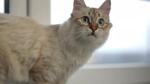 Curious White Cat Investigating in Home Interior