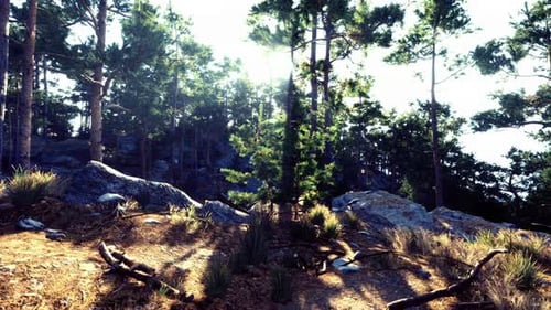 Golden Sunlight Rays Through Pine Trees in Forest Landscape