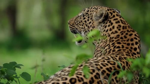 African leopard surrounded by greenery