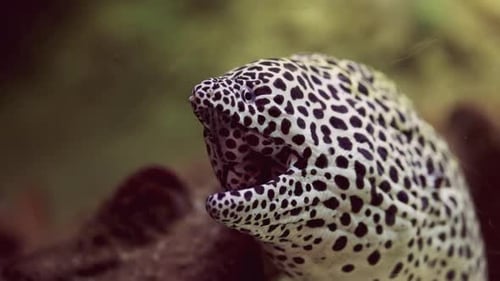 Honeycomb Moray Eel Amidst Blurry Corals