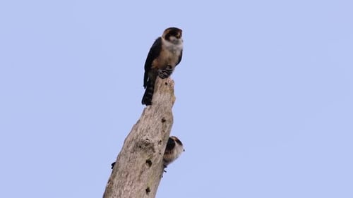 Pair of Birds of Prey Perched on Tall Tree