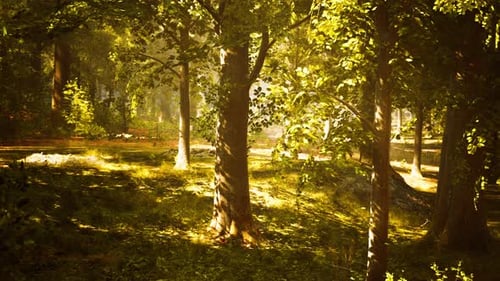 Sun Shining Through Trees in Forest