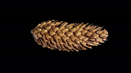 Pine Cone Opening in Time Lapse on a Black Background. Fir Tree Cone Moving Isolated on Black