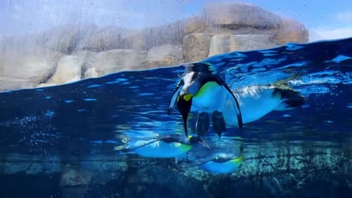 Penguins swim gracefully underwater in a clear blue habitat with rocky backdrop