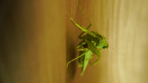 Praying mantis cleaning leg, green predator insect close up, vertical