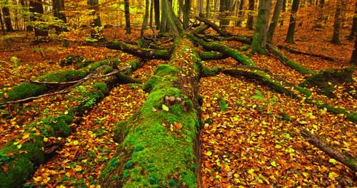 Old fallen tree in autumn forest with leaves and moss.
