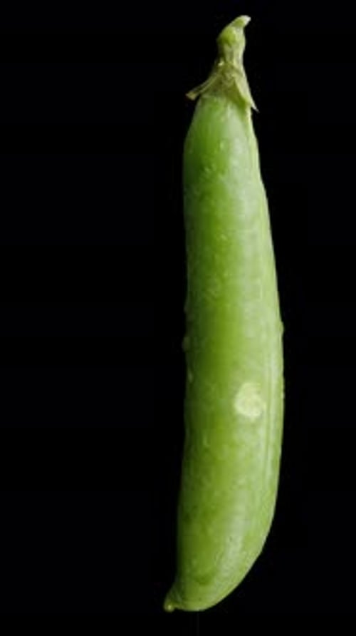 Vertical video. Looped rotation of a Pea Pod on an isolated black background.
