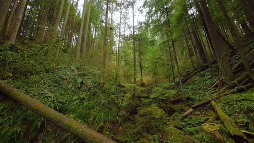 Smooth Flight Between the Trees Close to Branches in a Fabulous Spring Forest