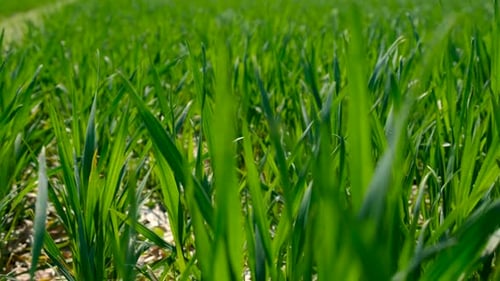 Sprouts of Green Wheat or Rye on the Field