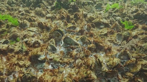Colonie mourante de mollusques (moules) recouverte de cyanobactéries coloniales avec bulles de gaz et moisissures marines