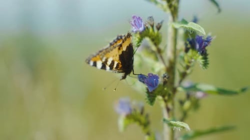 Hungrige, nach Schmetterlingen schmeckende Trinkfüße, Blumennektar, Insektenkäfer, fliegende schöne Insekten, Sommer