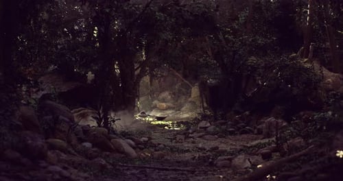 Sunlight Gently Filters Through the Thick Canopy of Leaves in a Tranquil Forest