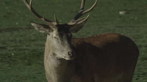 Canadian Wildlife - Majestic deer walking along the banks of a river