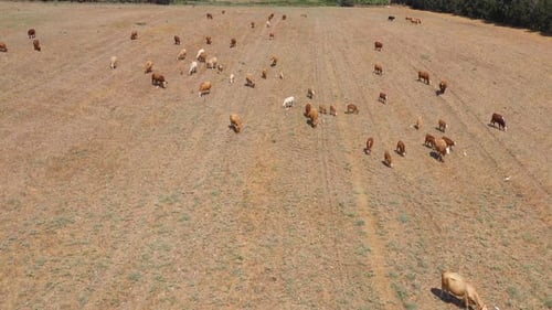 Des vaches mangent et se détendent dans un enclos ouvert dans une nature verdoyante