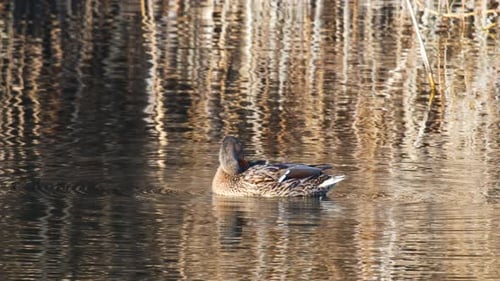 Northern Shoveler
