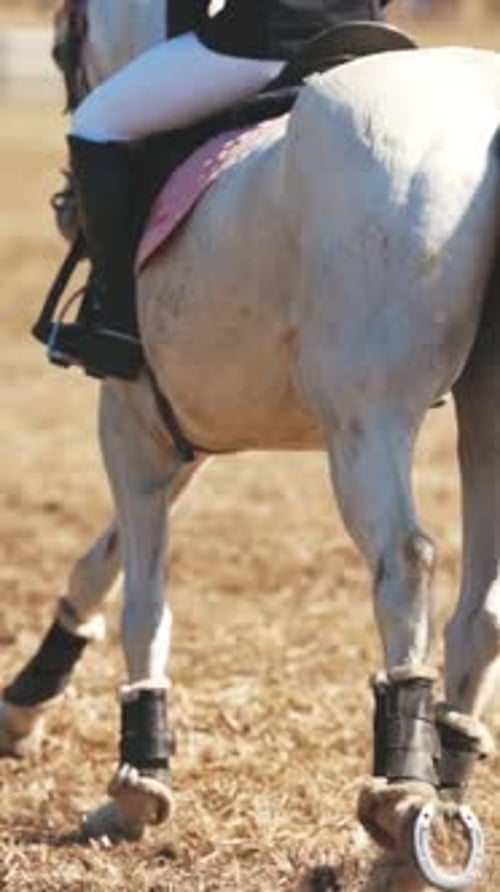 Equestrian Sport Young Woman Riding a White Horse in an