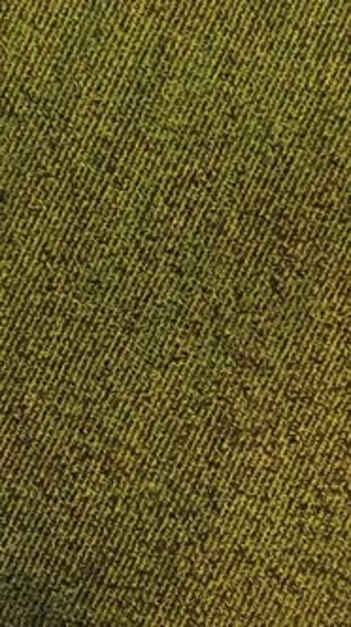 Aerial View Of Corn Maize