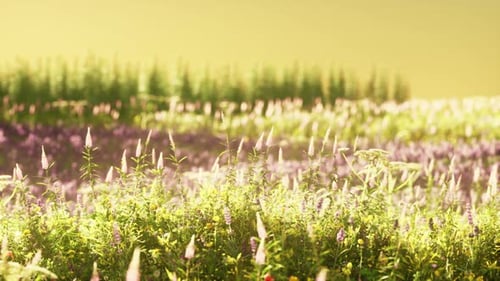 Field with Flowers During Summer Sundown