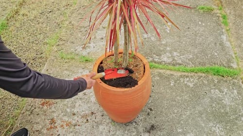Hands Planting a Colorful Plant in Terracotta Pot