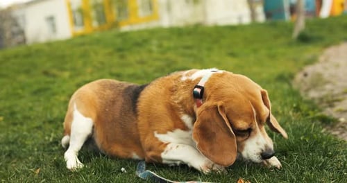 Happy Beagle Dog Eats a Treat Beagle Dog on a Walk in the Spring Park
