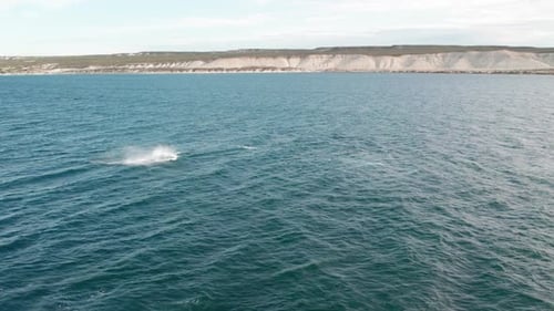 sight of Whale Leaping Near Puerto Piramides, Argentina