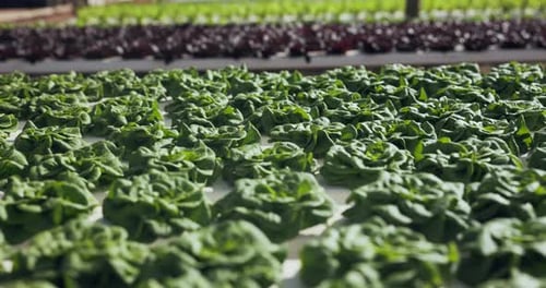 Agriculture farm, crops or greenhouse closeup in plant production, modern farming innovation