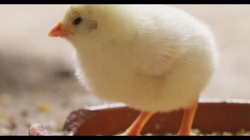 Los pollitos amarillos recién nacidos están comiendo piensos