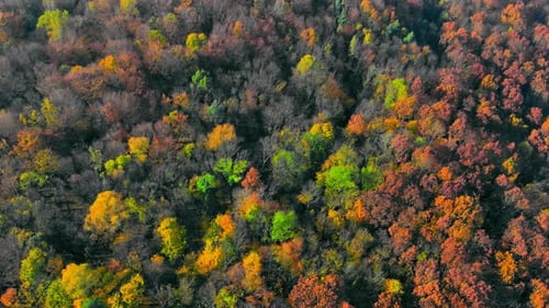 Top View of Colorful Autumn Forest