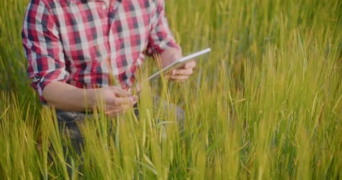 Farmer Examining Crops Wheat Field Agriculture Harvesting
